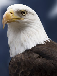 Bald Eagle Nest in Decorah live cam