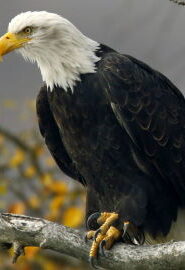 Bald Eagle in Centerport