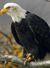 Bald Eagle in Centerport live cam