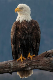 Bald Eagle in Davenport