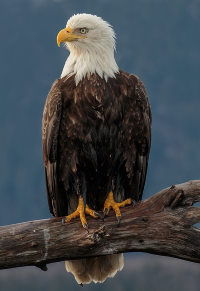 Bald Eagle in Davenport live cam