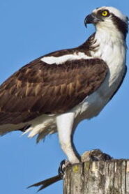 Osprey in Fort Myers Beach