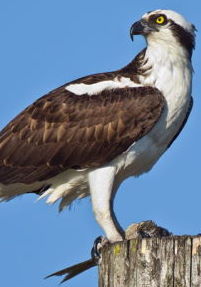 Osprey in Fort Myers Beach live cam