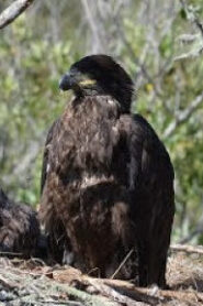 Bald Eagle at Cape Fraser Point