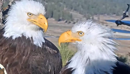 Bald Eagle in Big Bear Valley