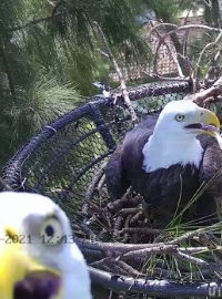 Bald Eagle in Dade live cam