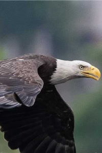 Bald Eagle in Pennsylvania live cam