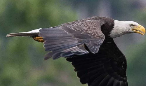 Bald Eagle in Pennsylvania