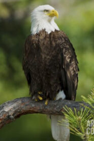 Bald Eagle in Sydney