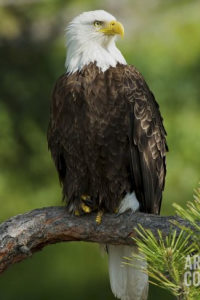 Bald Eagle in Sydney live cam