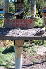 Bird Feeder in Maine