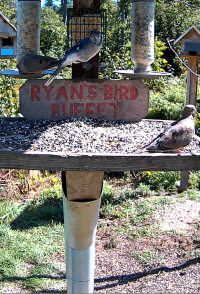 Bird Feeder in Maine live cam