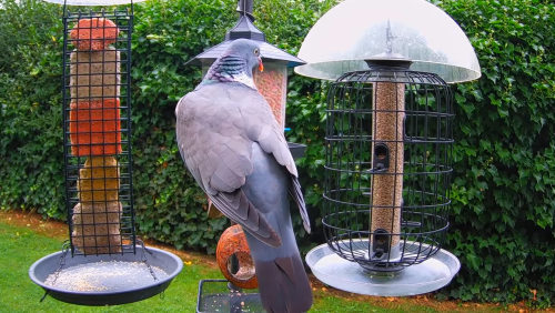Bird Feeder in Sheffield