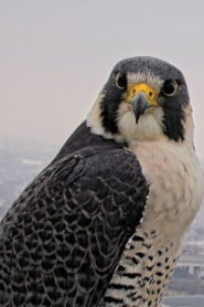 Falcon nest in Elizabeth