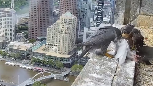 Falcon nest in Melbourne