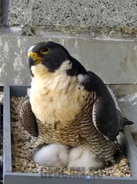 Falcon nest in Melbourne live cam