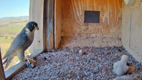 Falcon nest in Orange
