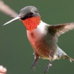 Hummingbird LIVE WEBCAMS