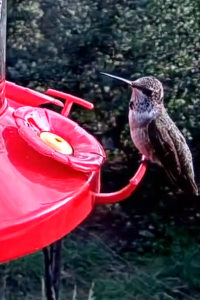 Hummingbird in Fort Davis live cam