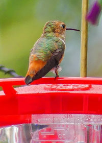 Hummingbird in Laguna Niguel live cam