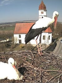 Nest of Storks in Ulm live cam