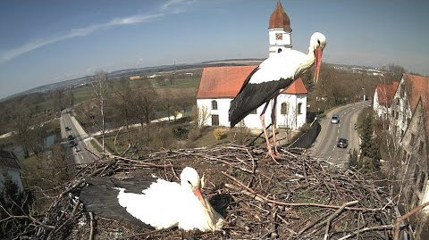 Nest of Storks in Ulm