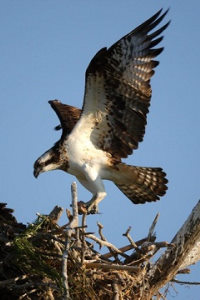 Osprey Nest in Rutland live cam