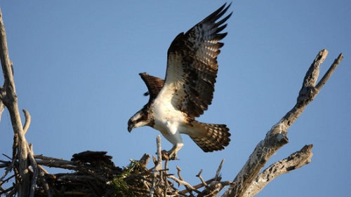 Osprey Nest in Rutland