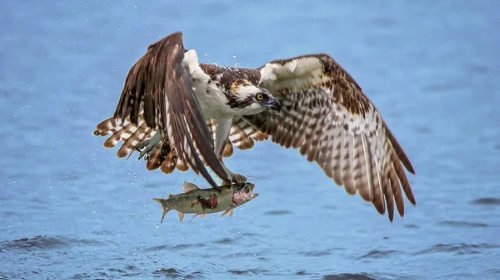 Osprey in Crooked Lake