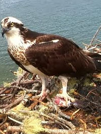 Osprey on Hog Island live cam