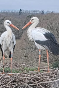 White Stork Nest in West Sussex live cam