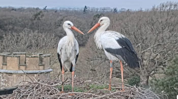 White Stork Nest in West Sussex