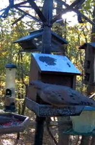 Bird Feeder in Murrysville live cam