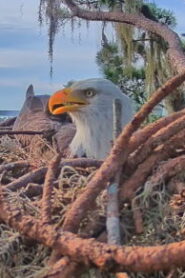 Bald Eagle Nest in Florida