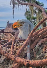 Bald Eagle Nest in Florida live cam
