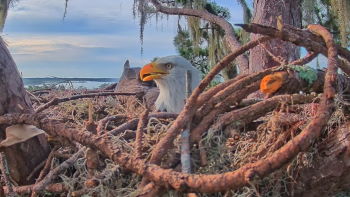 Bald Eagle Nest in Florida