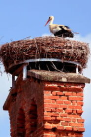 White Stork nest in Havels