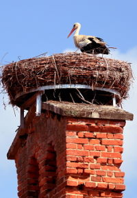 White Stork nest in Havels live cam